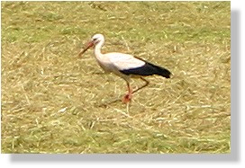 Storch im Laabertal